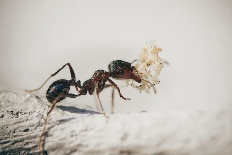Ant — Pest Control Ant — Pest Control