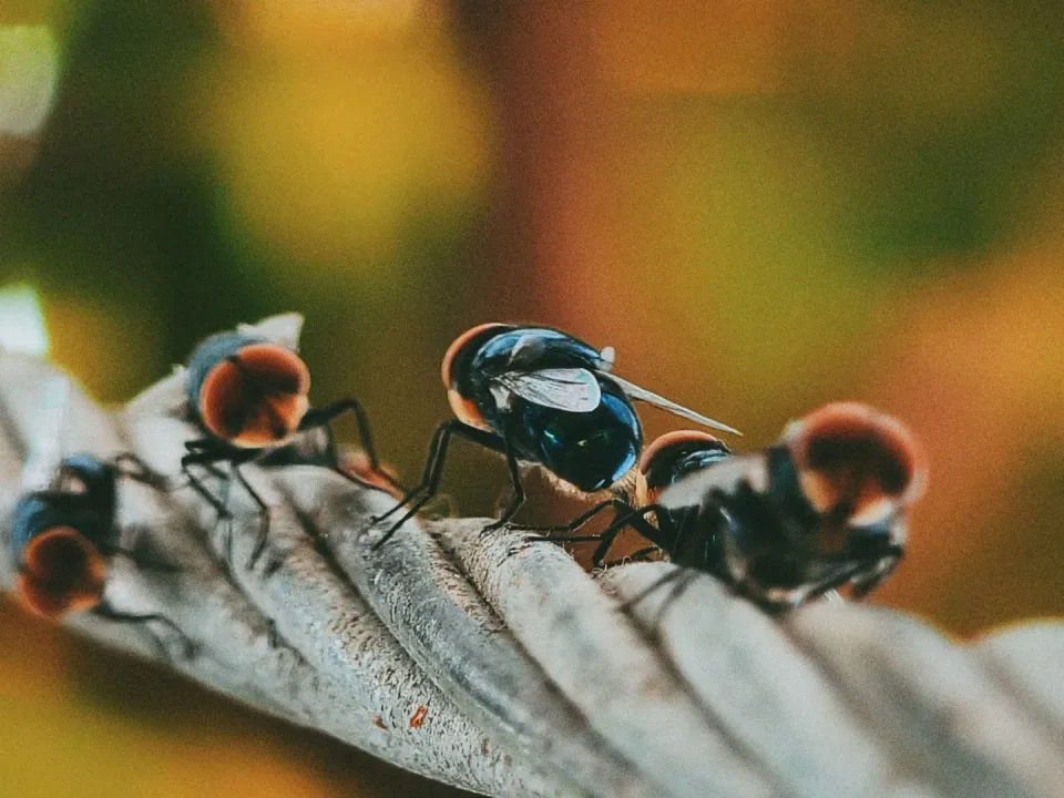 House Flies — Pest Control House Flies — Pest Control