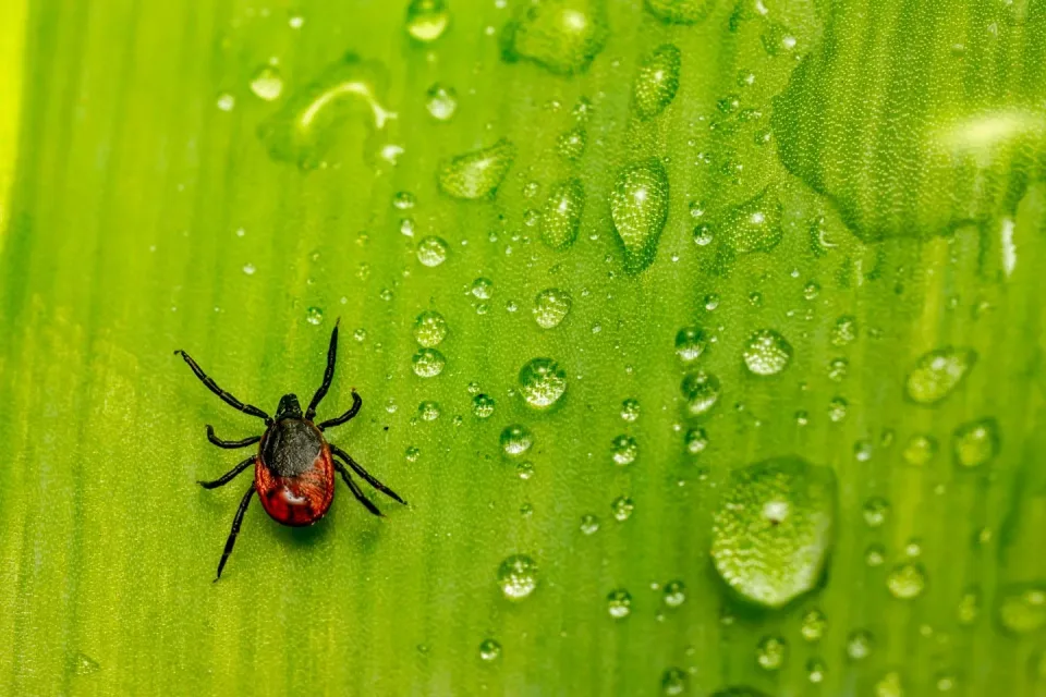 Tick — Pest Control Tick — Pest Control