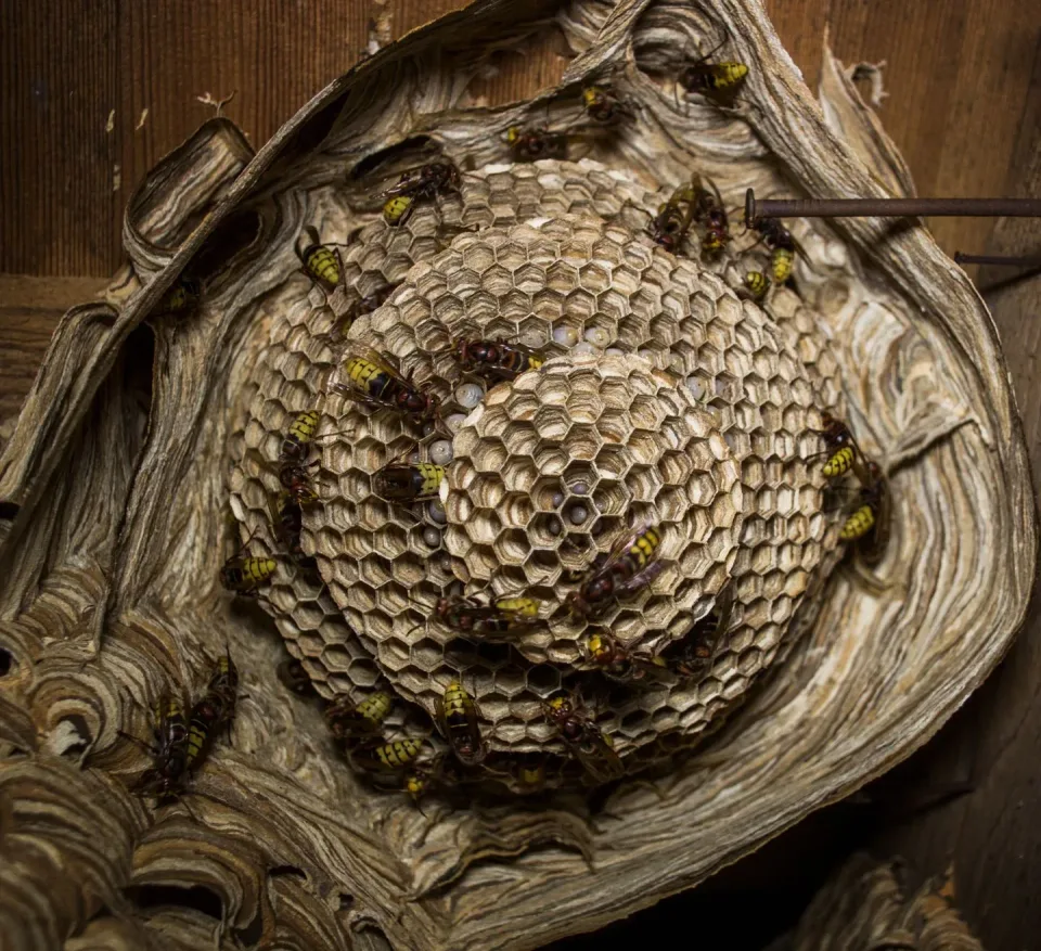 Wasp Nest — Pest Control Wasp Nest — Pest Control